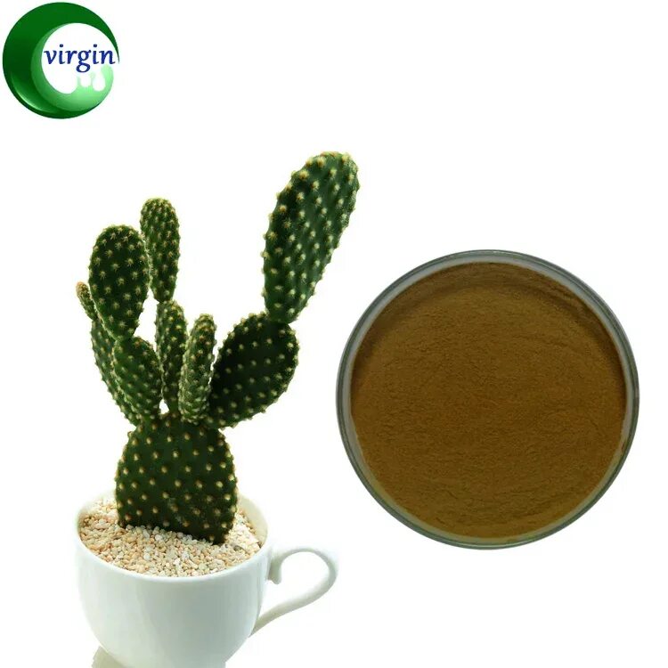 кактусовый порошок. стевиозид опунция. экстракт опунции. экстракт опунции. препараты для похудения с опунцией.