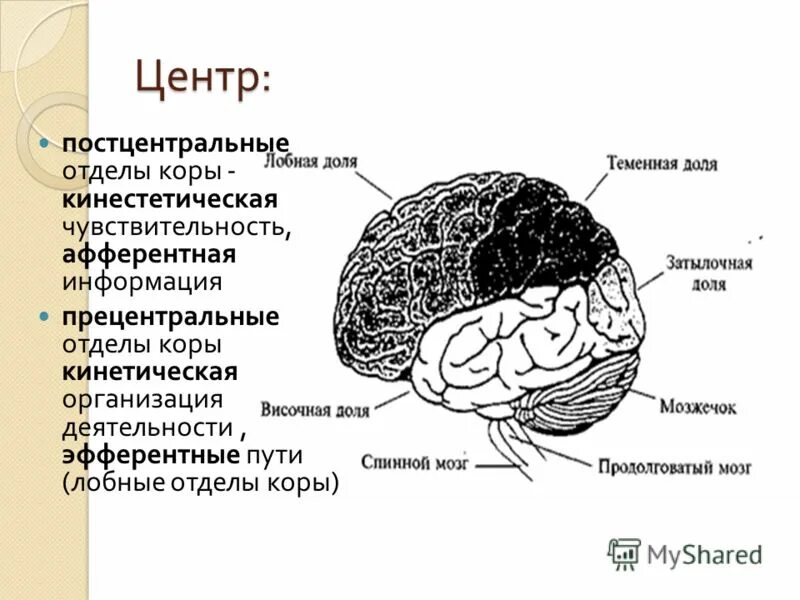 кости мозгового отдела черепа человека таблица. функции лобной доли больших полушарий. структурно-функциональное строение мозга. таблица кости мозгового отдела черепа. строение лобной кости анатомия.