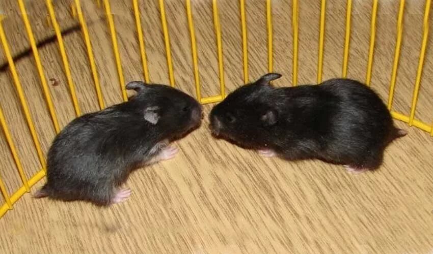 сирийский хомячок черный. чёрный джунгарский хомяк. черные хомячки джунгарики. черный хомяк порода. хомяк сирийский ангорский серый.