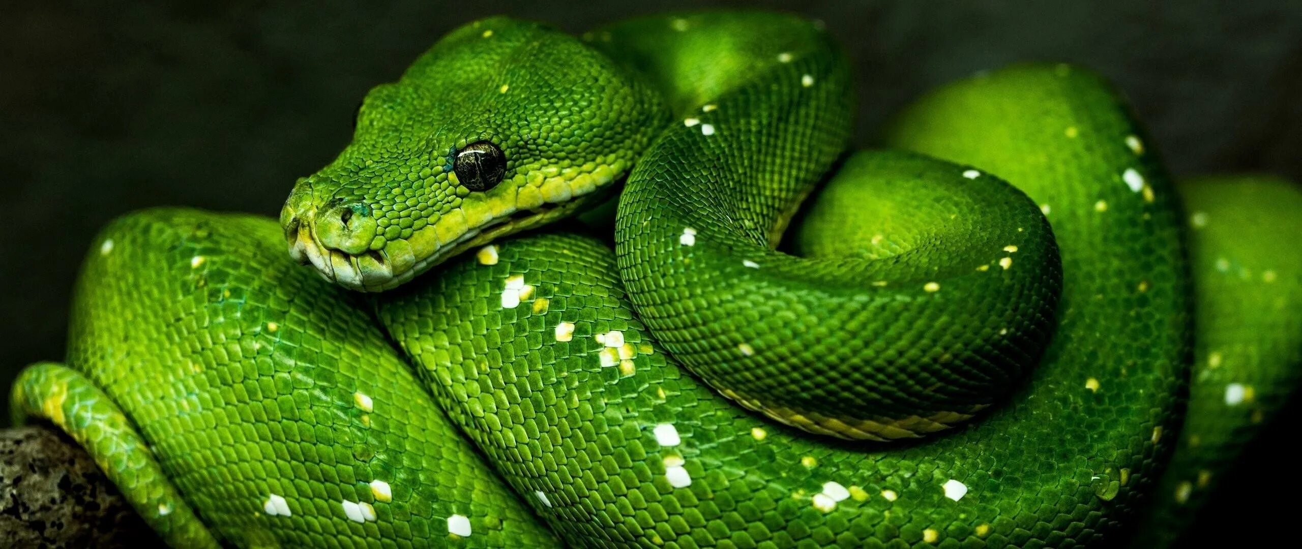 Змея 1 часть. Зеленый полоз змея. Зелёная змея Рюкю. Змея Аспид зеленый. Питон темно зеленый.