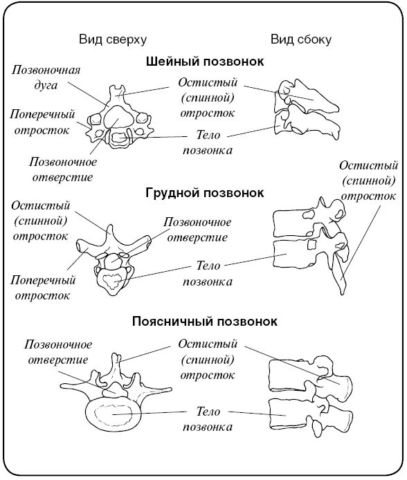 Тело позвонка размер. Диаметр позвонка l5. Поперечный диаметр тела позвонка l5. Типы позвонков амфицельные. Диаметр тела позвонка поясничного отдела.