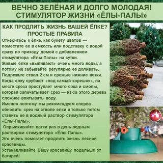 Система жизни ели