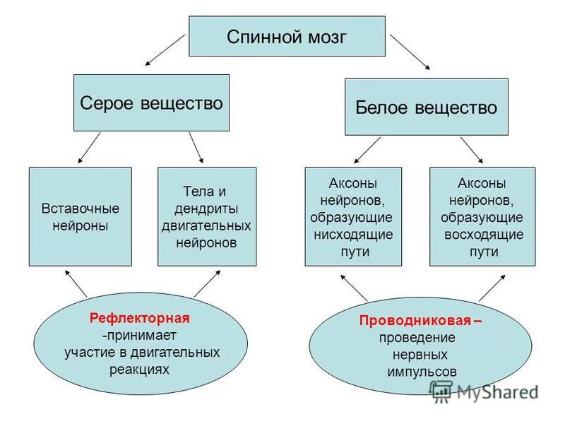 Белое вещество головного и спинного мозга образуют