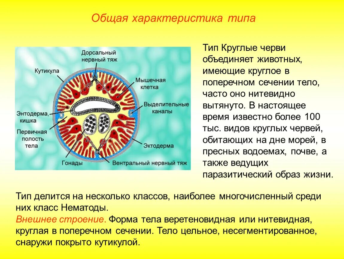 Тело нечленистое округлое поперечное. Общее строение круглых червей 7 класс. Кожно мускульный мешок нематод. Круглые черви общая характеристика 7 класс. Характерные особенности круглых червей.