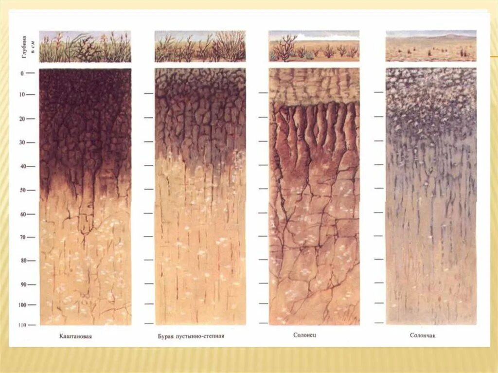 Почвенный профиль бурые полупустынные почвы. Почвенный профиль светло каштановых почв. Профиль бурой пустынно-Степной почвы. Гумусовый Горизонт каштановых почв. Каштановые климат