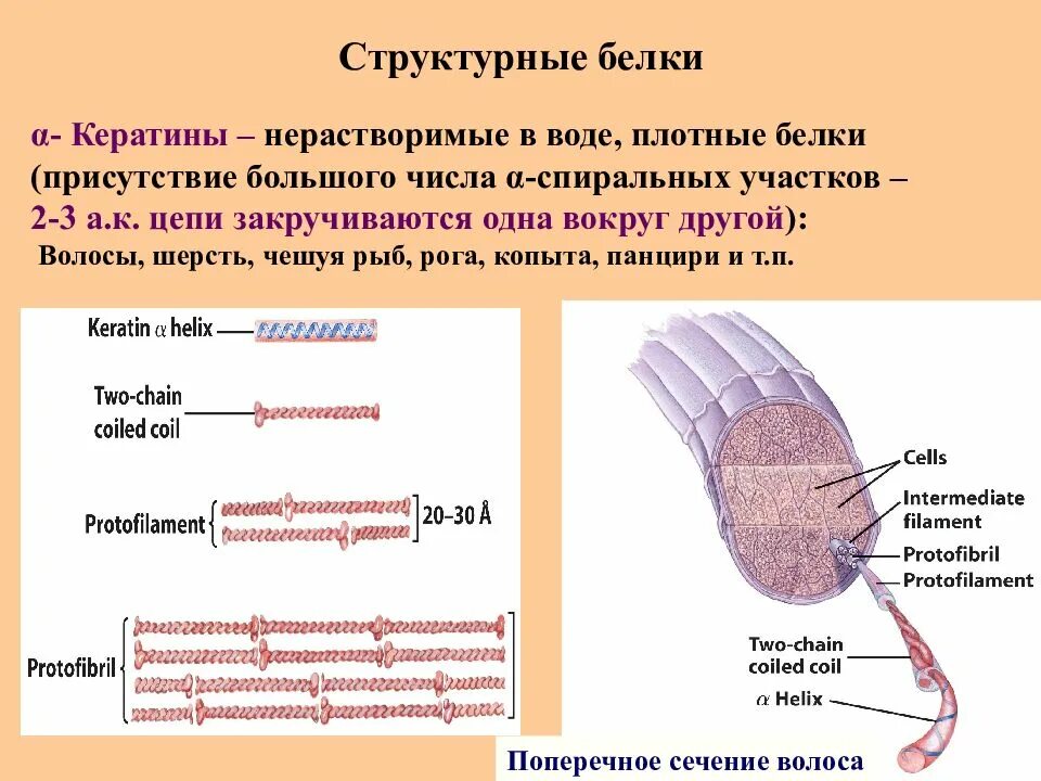 Белки в коже функция. Структурные белки. структурные белки кератин. структура волоса кератин. кератин белок строение.
