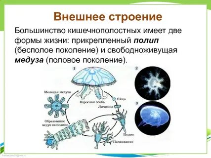 Какие особенности строение и образа жизни