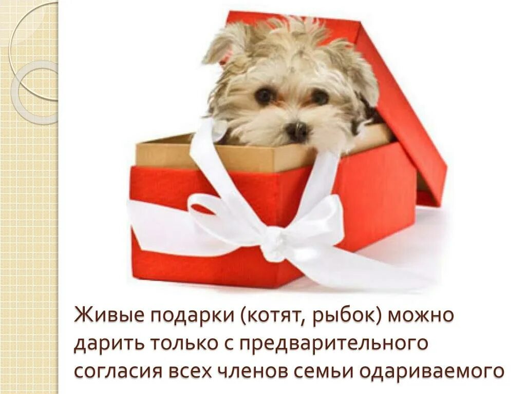 Подарите девочке собачку