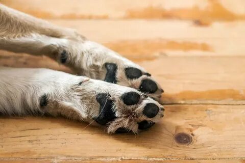Foot dogs
