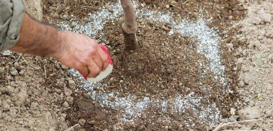 Удобрения для деревьев весной. Удобрения для деревьев весной