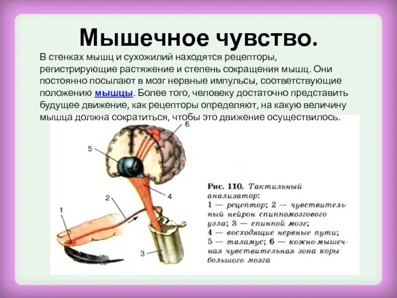 Где расположены рецепторы позволяющие выполнять данные упражнения. Схема мышечного анализатора. Строение анализатора мышечной чувствительности. Схема мышечного анализатора человека. Схема анализатора мышечного чувства.