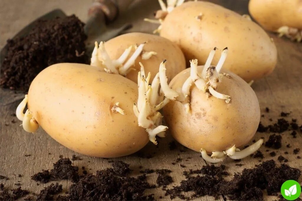 Яровизация картофеля. Картошка с ростками. Проросший картофель. Семена картофеля суперэлита. Подготовка семян картофеля.