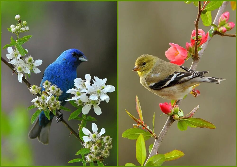 Птицы весной. Птицы картинки. Первые весенние птицы.