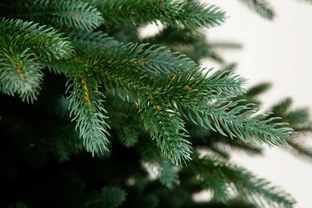 Ель эдит описание. Crystal trees изумрудная эдит. ель эдита изумрудная. елка искусственная &quot;crystal trees&quot; ель изумрудная эдит 60 см. ель искусственная &quot;верона&quot; 90 см, d нижнего яруса 56 см, 151 ветка.
