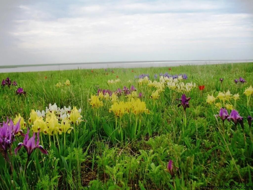 Степные подснежники казахстана. Ростов на дону весной. Пейзажи ростовской области. Первоцвет прострел. Дикие тюльпаны в калмыкии.