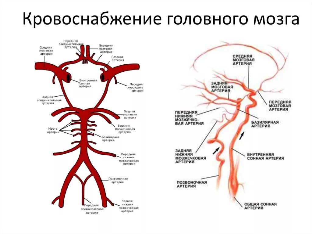 Круг кровообращения головы. Внутренняя Сонная артерия кровоснабжение головного мозга. Артериальная система головного мозга основные артерии. Основная артерия головного мозга анатомия. Кровеносная система головного мозга человека схема.