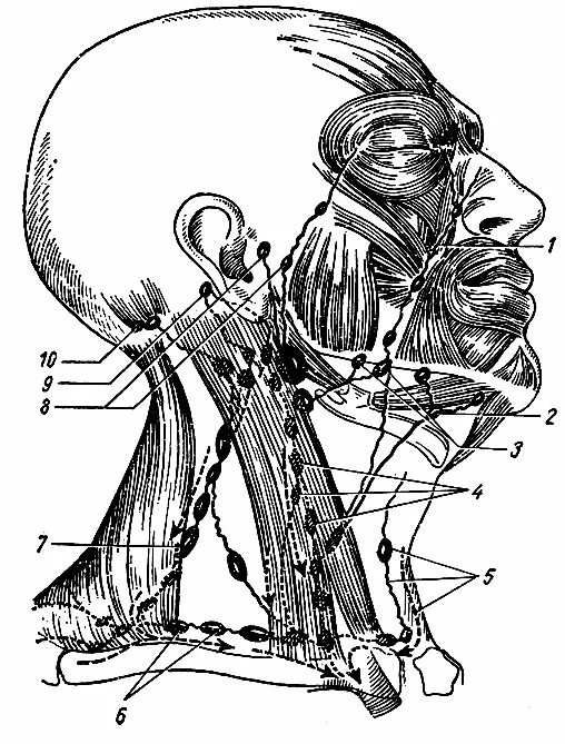 Лимфоузлы лица анатомия. Лимфатическая система лица человека анатомия. Лимфоузлы головы анатомия. Лимфатические сосуды головы анатомия.