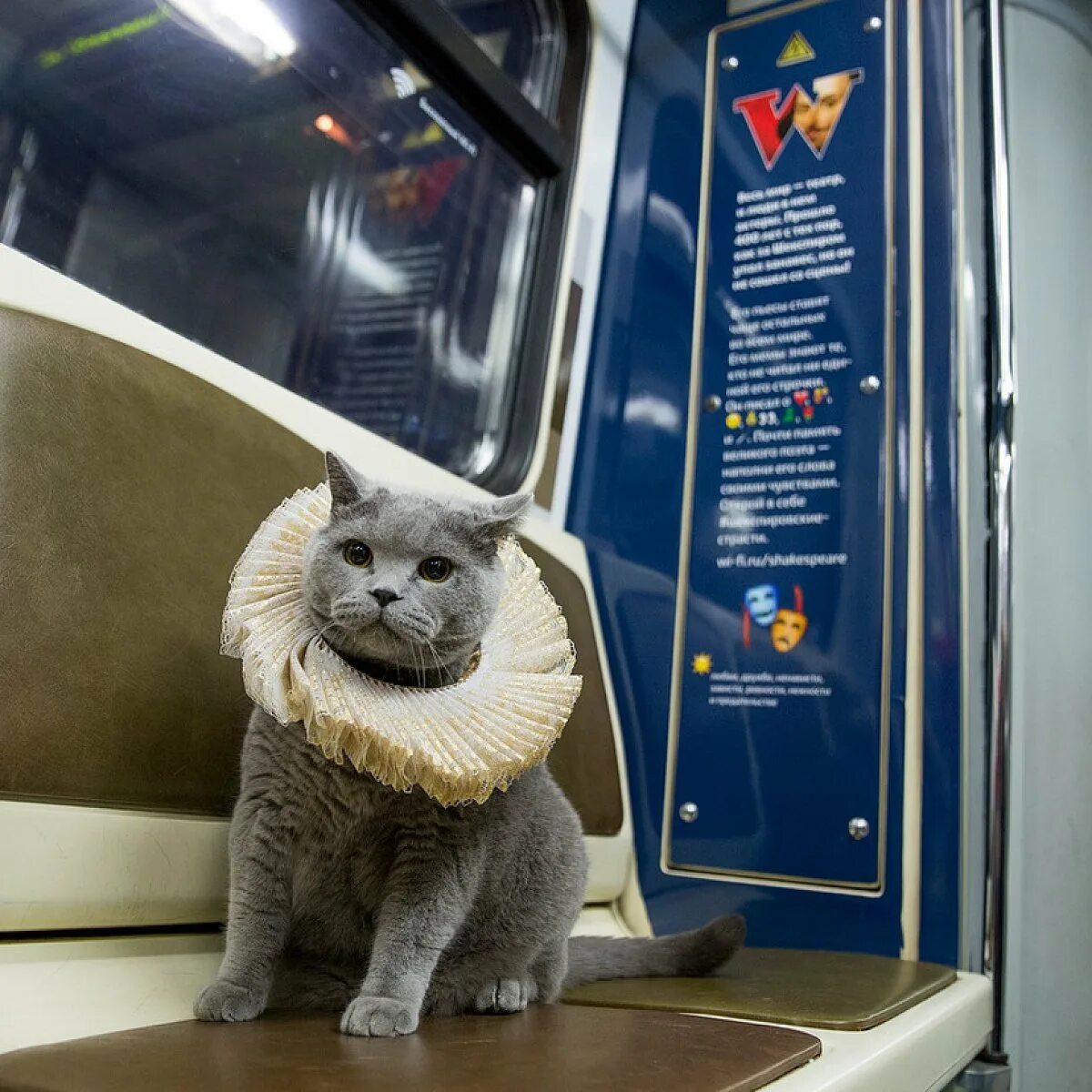 Кот железная дорога. Кот в метро. Котик в поезде. Животные в метро. Кот в электричке.