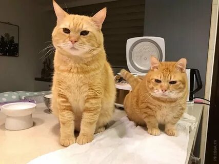 Рыжий кот интернет