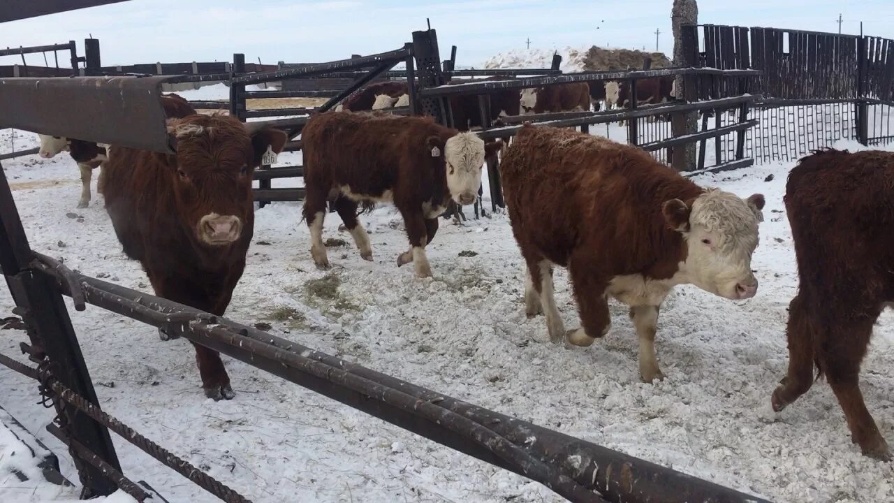 Бычки на доращивание. Бычки на доращивание. Бычки на доращивание. Вес бычка герефорда в 6 месяцев. Откорм крс.
