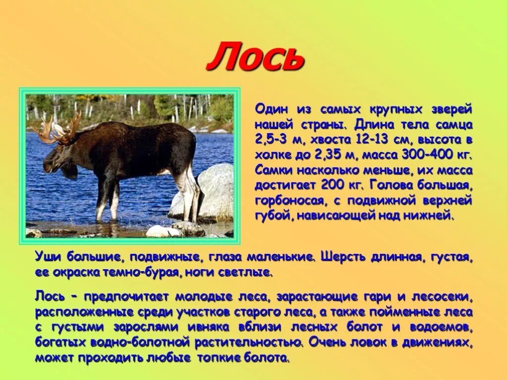 Рассказ о животном 3 класс окружающий. Доклад про животных. Текст про животных. Описание животных. Лось доклад.