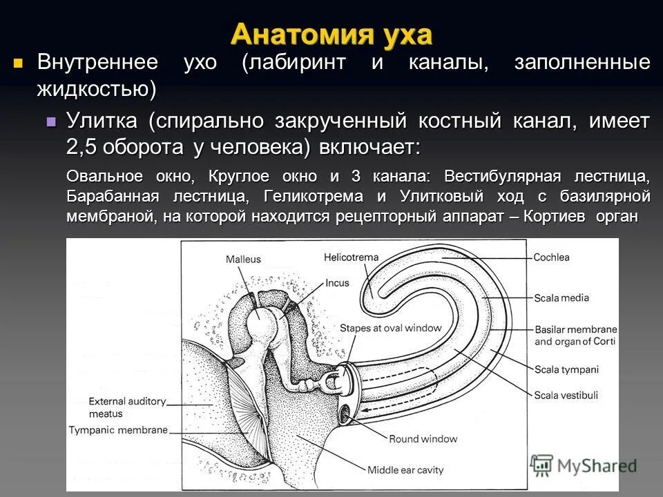 Внутреннее ухо анатомия функция. Жидкость во внутреннем ухе. Строение улитки внутреннего уха. Жидкость внутреннего уха функции. Жидкость внутреннего уха функции.