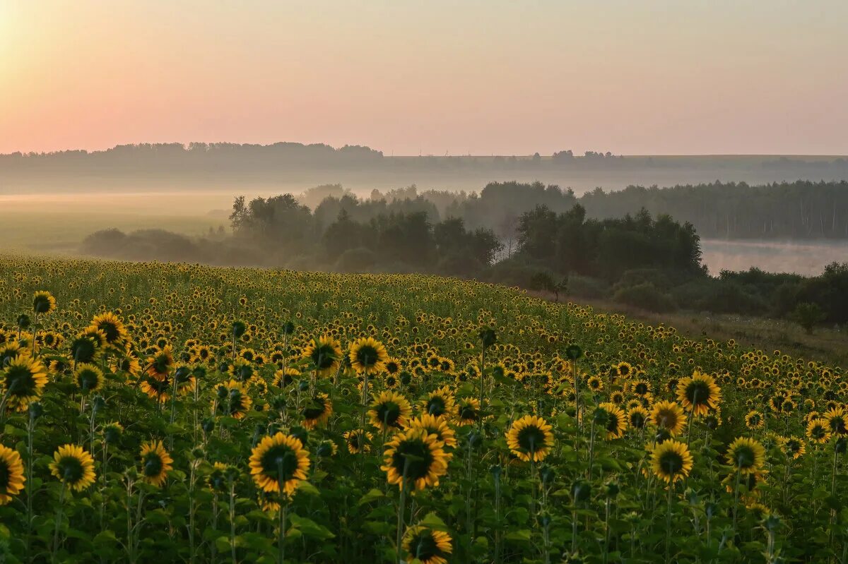 Подсолнух поворачивается. Подсолнух и солнце. Поле подсолнухов. Поцелуй подсолнухов. Подсолнух и солнце.
