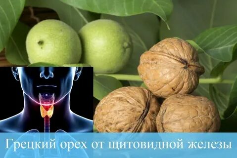 Щитовидная железа орехи