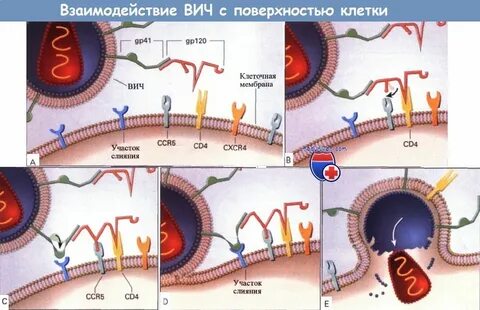 Вич уровень клеток