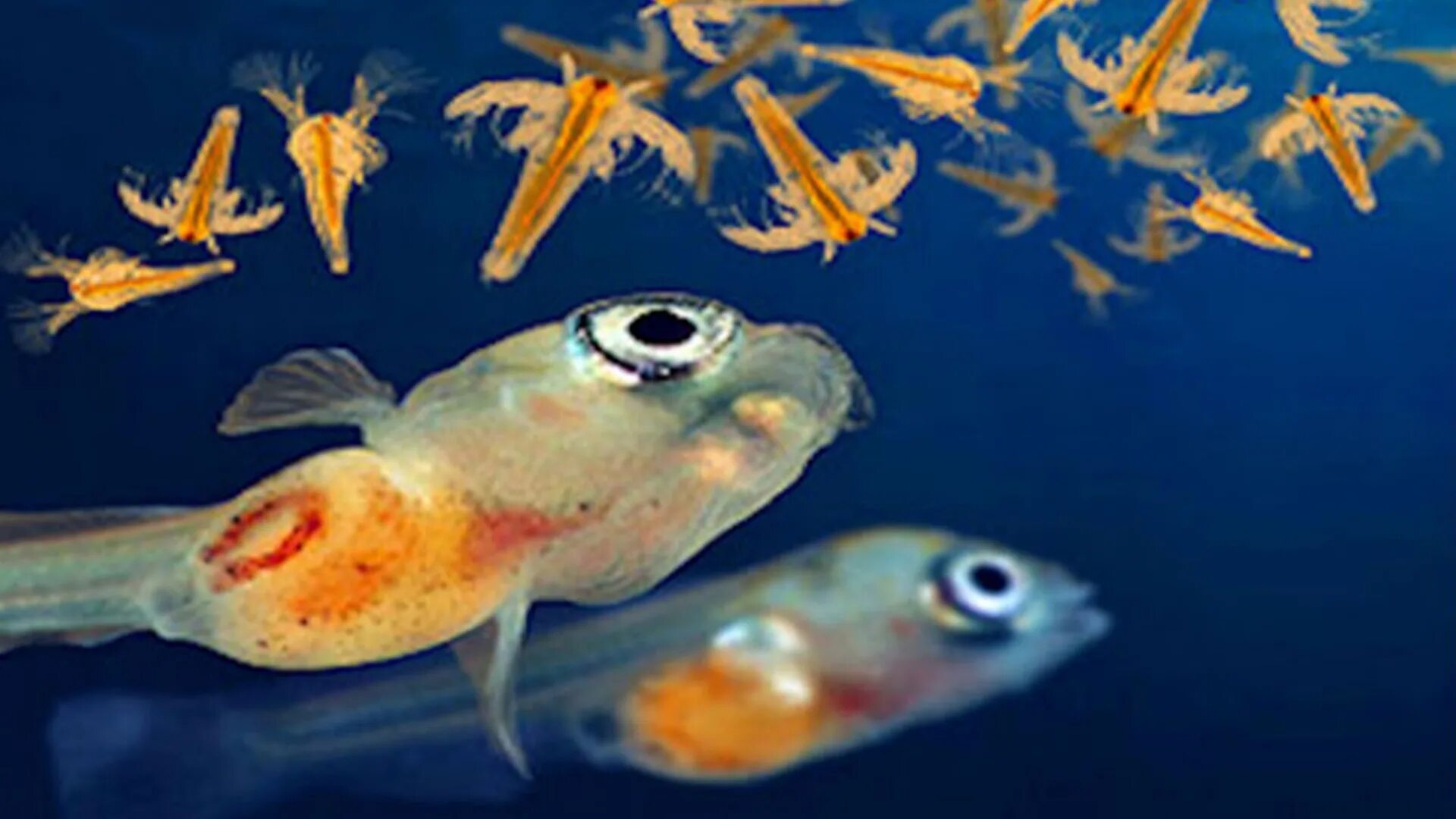 Рыбки артемии. Рыбки артемии. Жаброног артемия. Рыбки артемии. Artemia salina цисты.