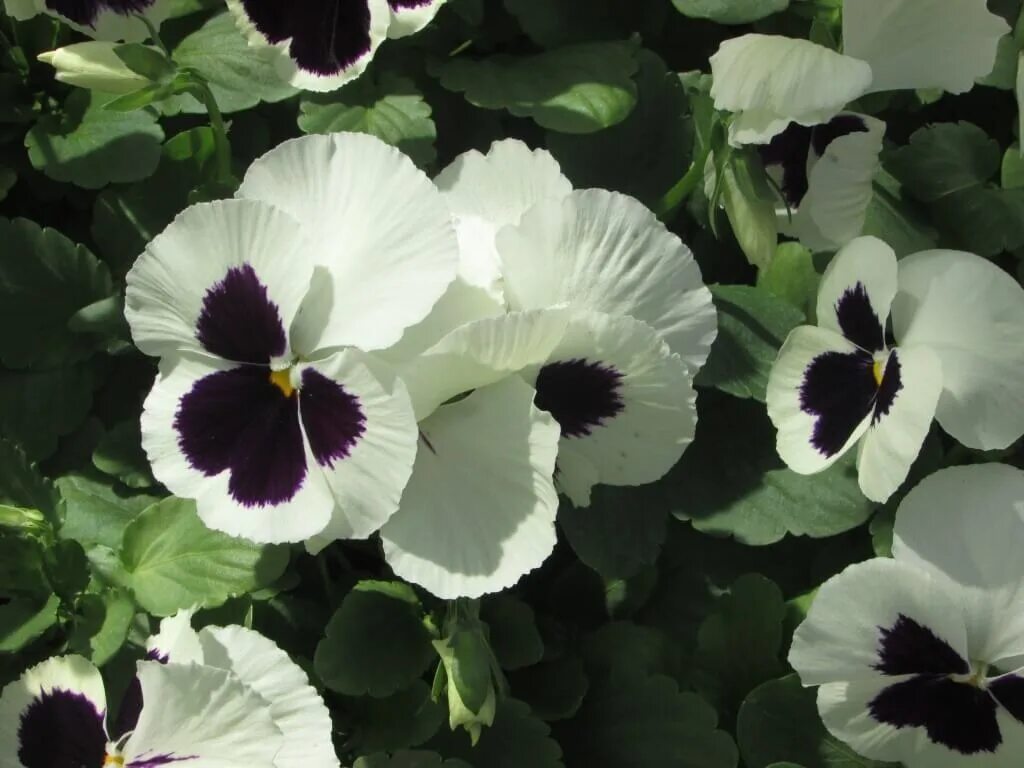 виола вайт. виола вайт. виола крупноцветковая кэтс. виола вайт. виола крупноцветковая матрикс.