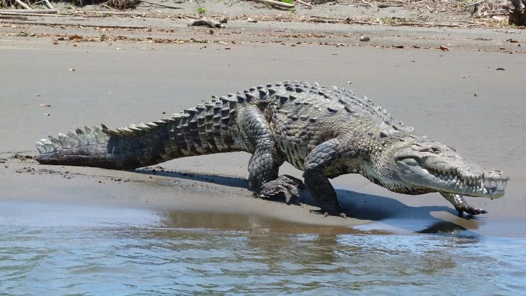Dinosaurs - A Better Baryonyx Frontier Forums