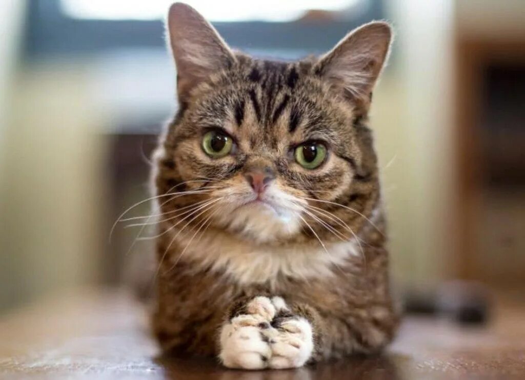 Котики смешные. Прикольный кот. Веселый котик. Мемные коты