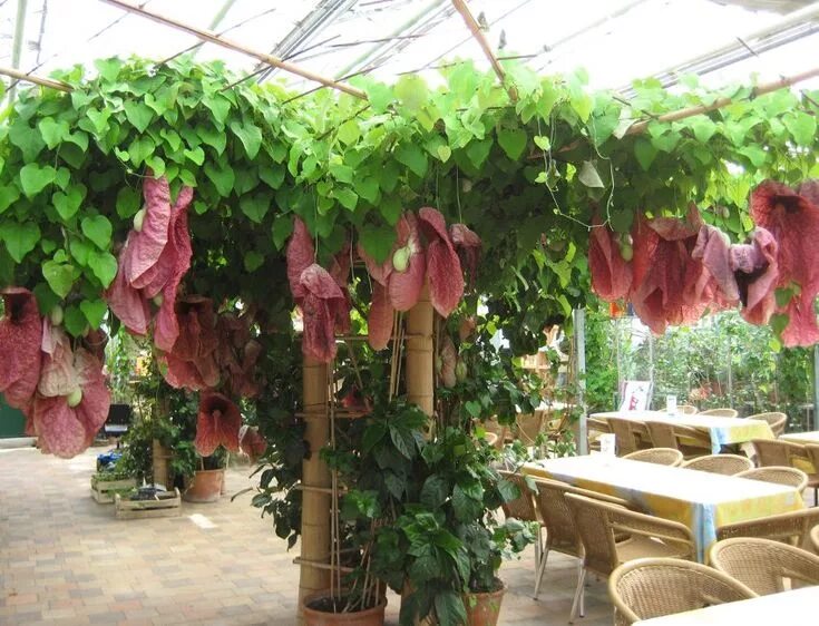 Giant Pelican Flower (Aristolochia gigantea), aka Dutchman's Pipe, Brazil. Climb