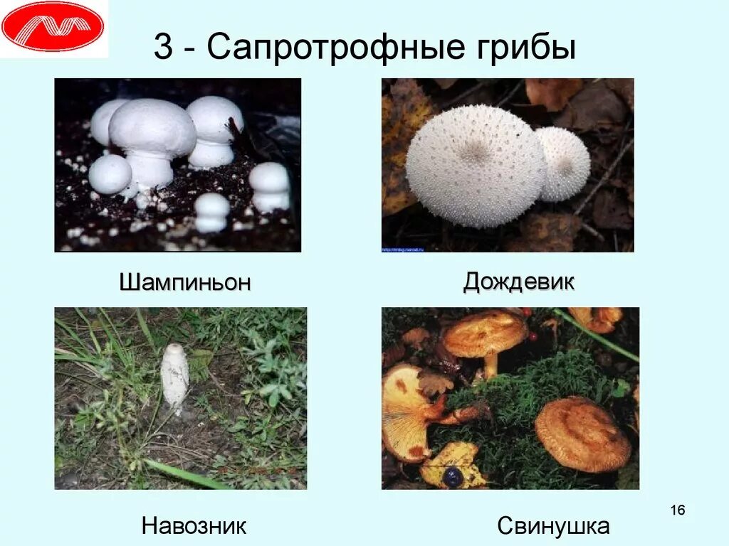 Название грибов сапротрофов. Грибы сапротрофы представители. Грибы сапротрофы названия грибов. Шляпочные грибы сапротрофы.