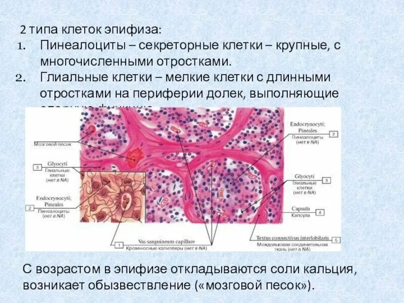 Ацидофильными называют структуры воспринимающие красители