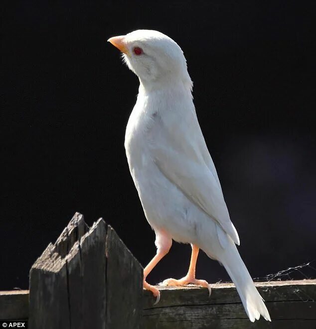 Pin by ganesha sorteesabedoria on ANIMAIS ( ANIMALS) Beautiful birds, Cute birds