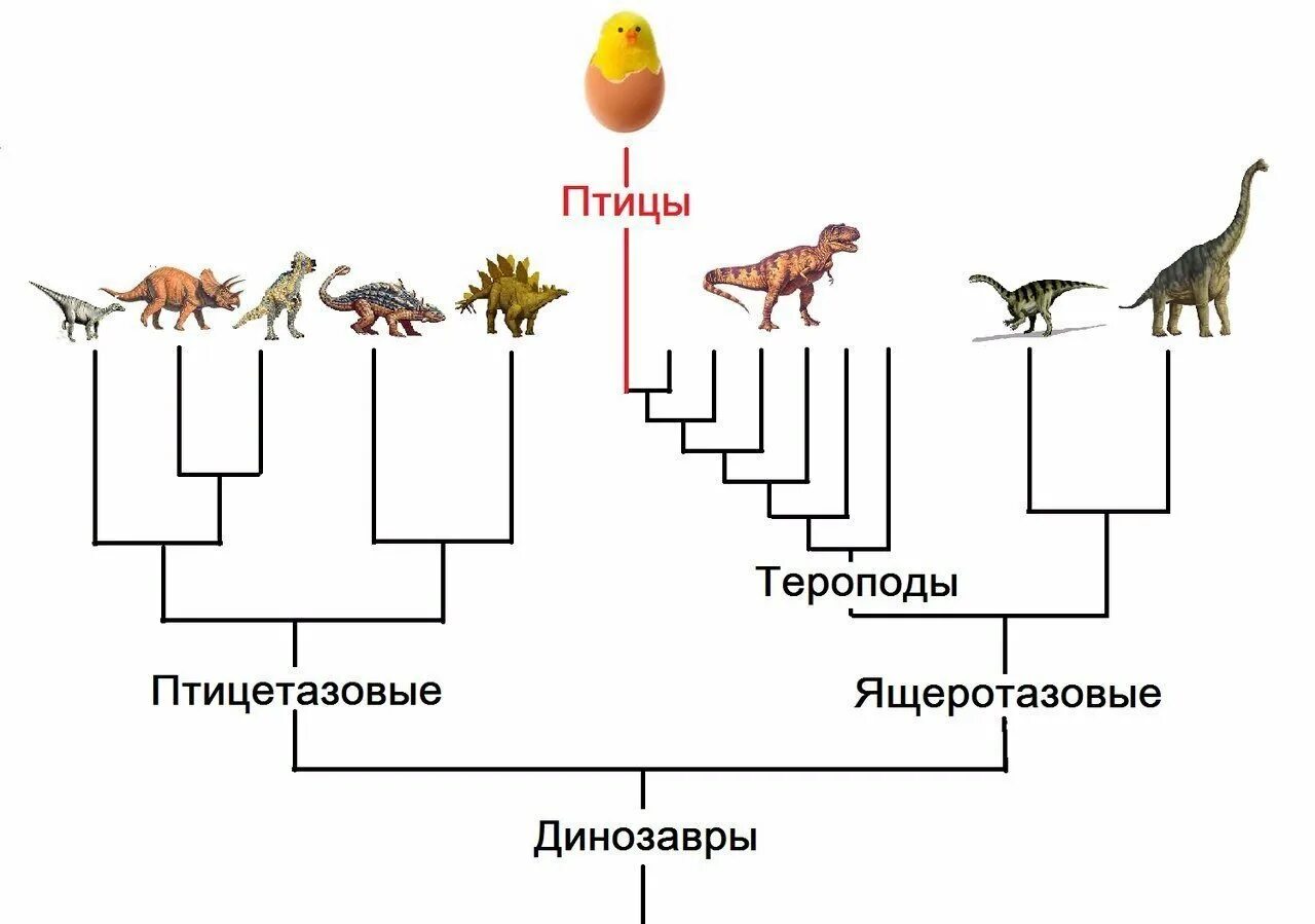Птицы произошли от птицетазовых динозавров. Эволюция птиц. эволюция курицы. птицы произошли от динозавров. эволюция птиц от динозавров.
