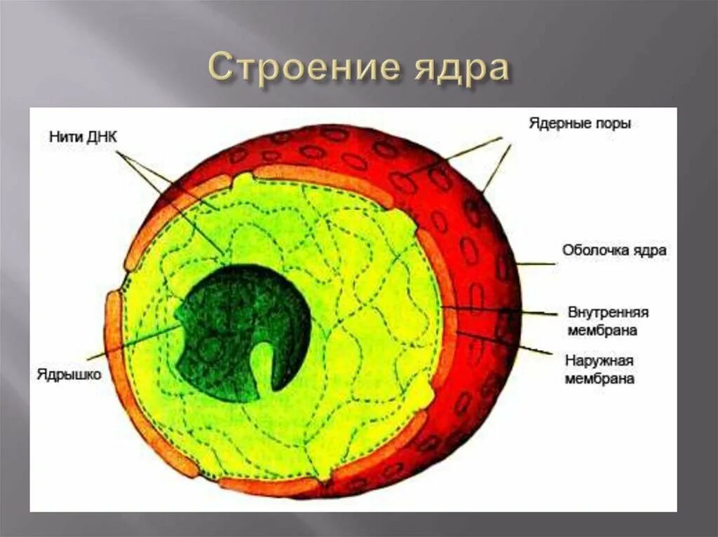 Строение ядра определение. Ядро и ядрышко строение. строение ядра клетки. строение ядрышка. ядро рисунок.
