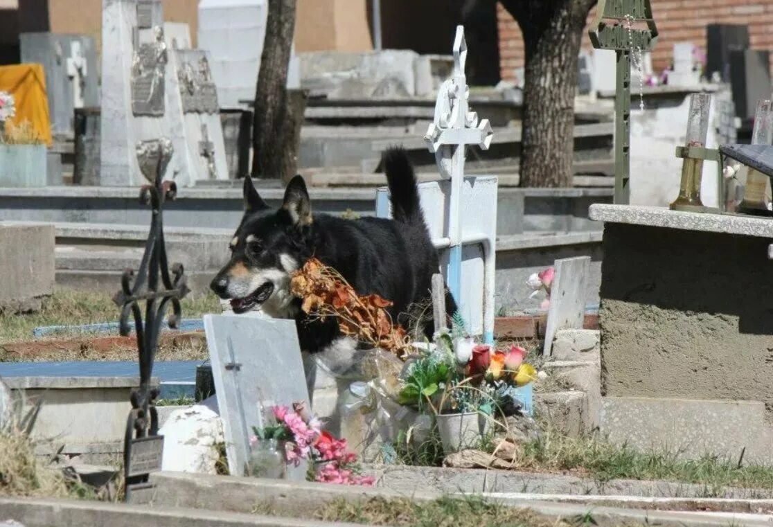 Место собаки 6. Кладбищенские собаки. Могилка собачки.