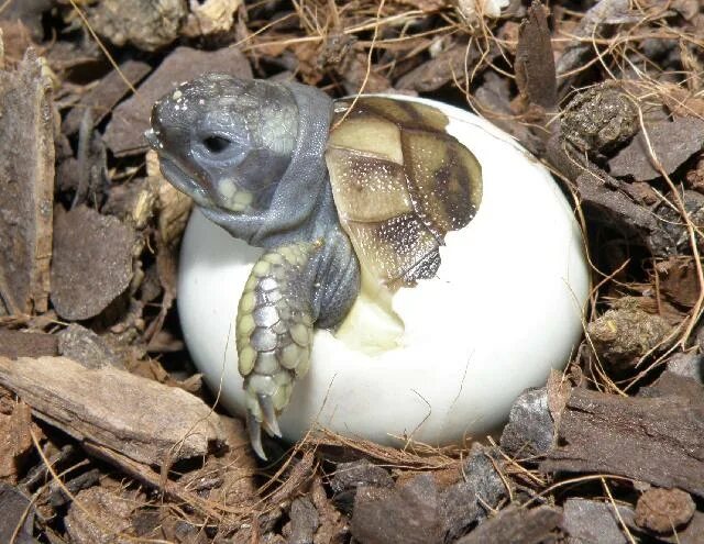 Черепаха откладывает. Среднеазиатская черепаха откладывает яйца. Морские Черепашата вылупляются. Вылупление сухопутной черепахи. Среднеазиатская черепаха вылупление.
