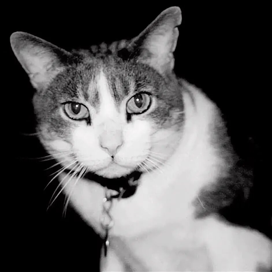 Иосиф бродский и кот миссисипи. Иосиф бродский. Кот иосиф. Черно белая кошка. Иосиф бродский с котом.