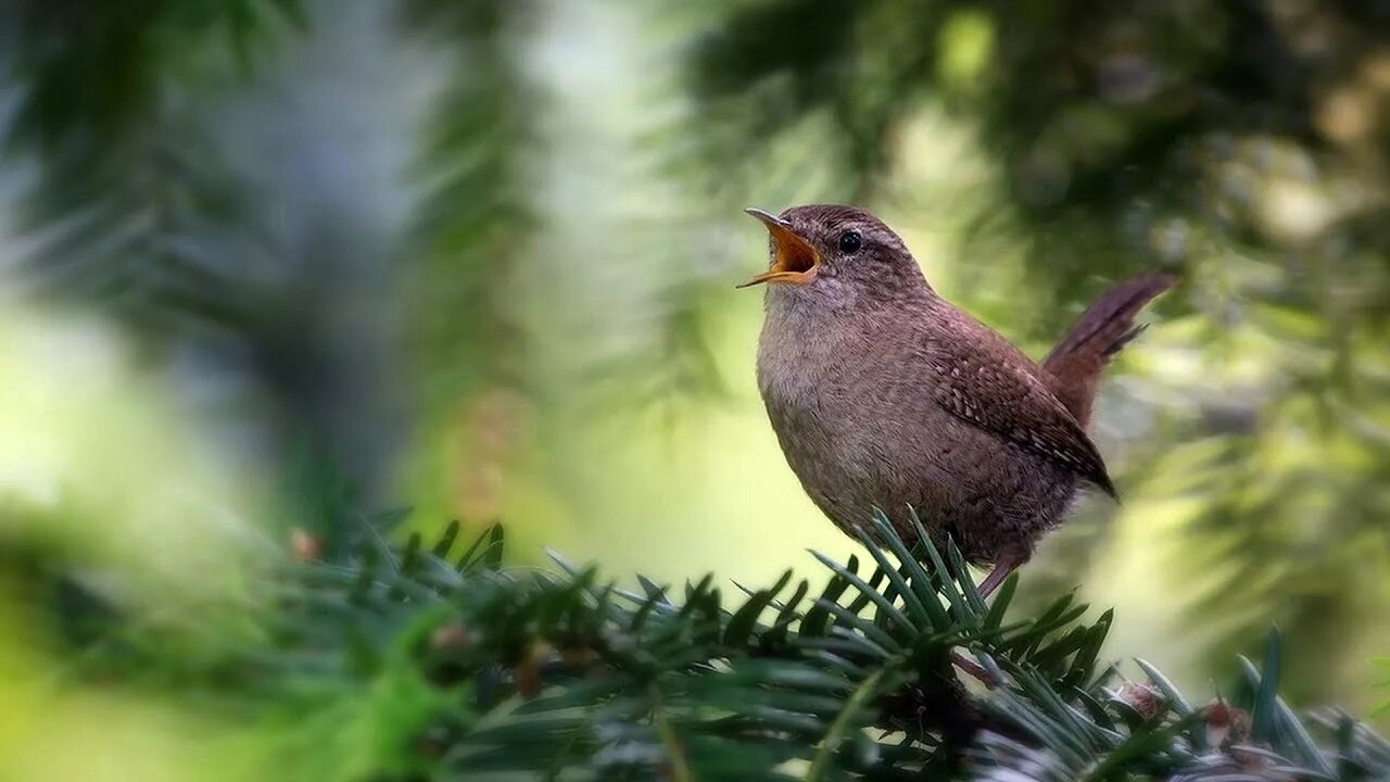 Птицы поют. Птицы щебечут. Соловей зимой. Птицы поют в лесу.