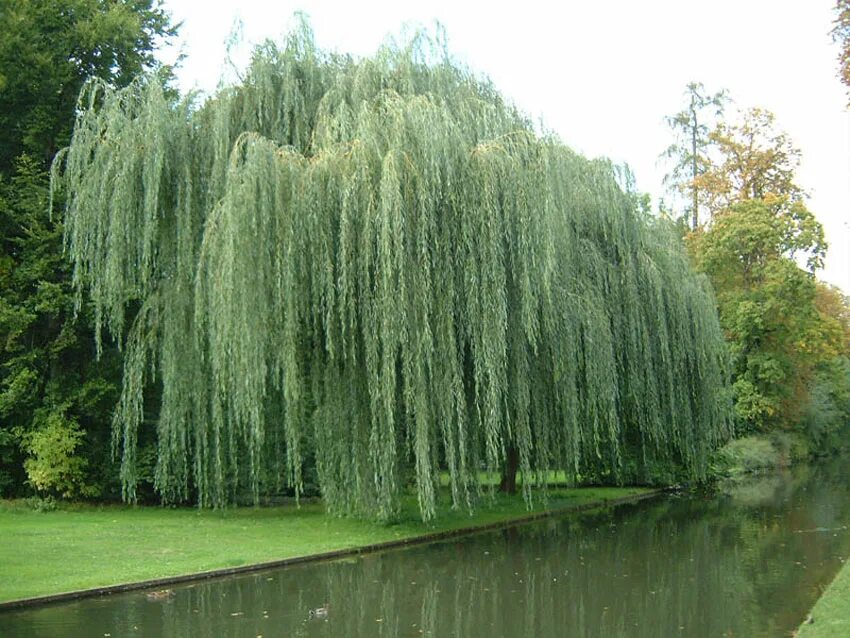 Виды названия ивы. Ива белая плакучая. Ива белая плакучая Salix Alba. Ива белая Тристис. Ива белая Тристис Salix Alba `tristis`.