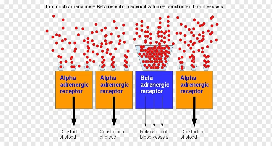 Бета в крови повышен. Адренэргические бета-рецепторы. Beta adrenergic receptors. Alpha Beta adrenergic receptors. Адреналин бета рецепторы.