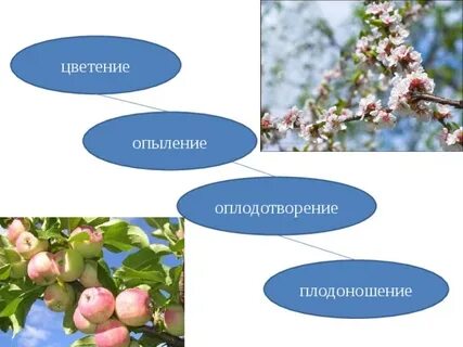В чем заключается значение процесса плодоношения