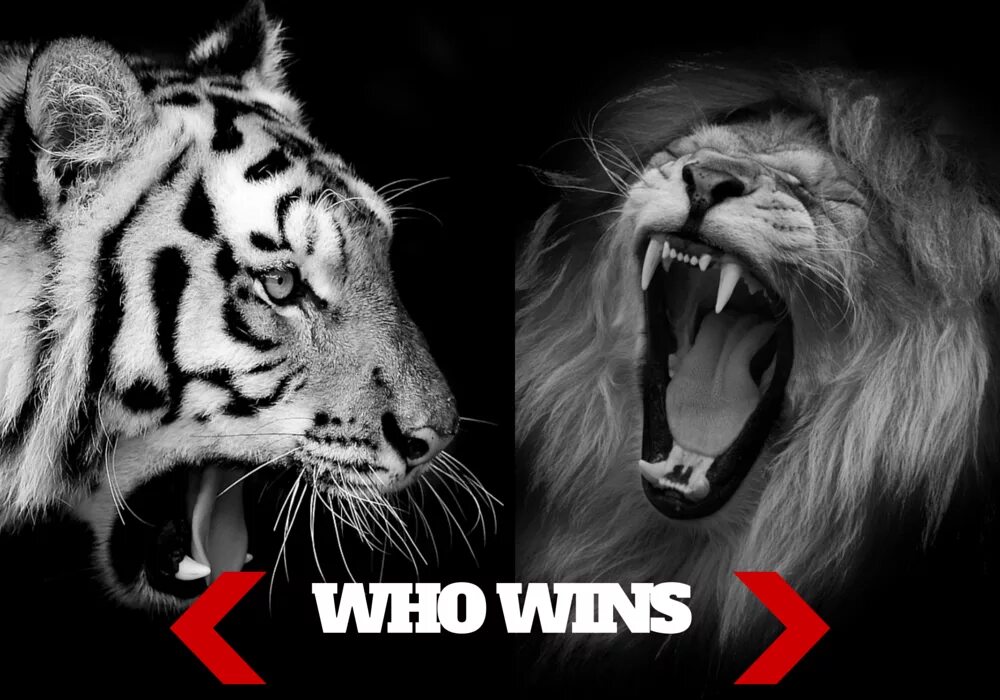 Что за лев этот тигр mp3. Тигр vs Лев. Обои Лев и тигр. Лев против белого тигра.