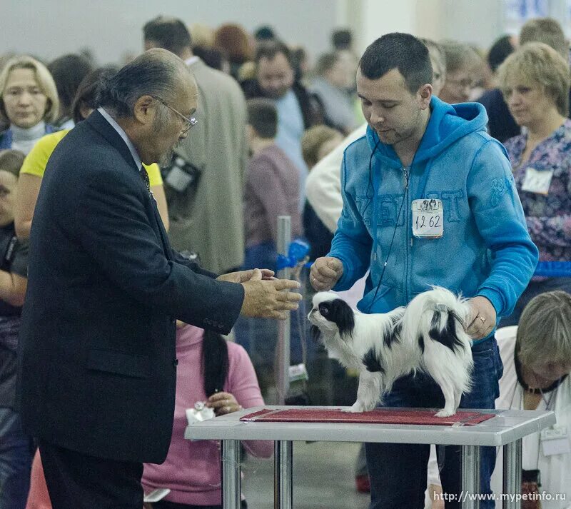 Выставка собак уфа. Собачья выставка. На выставке собак. Выставка собак Россия. Выставка собак в Москве 2023.