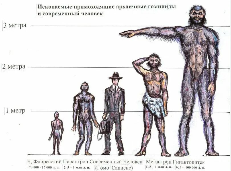 Существует ли народ. Гигантские древние люди. Эволюция современного человека. Виды человека.