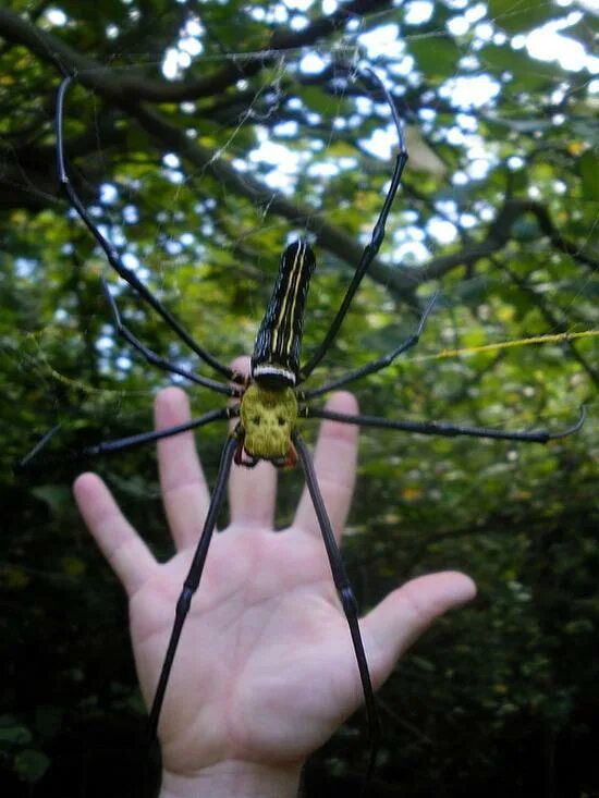 Паук Nephila pilipes. Желтый паук Тайланд. Банановый паук Тайланд.